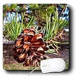 Flowers - Pine Cone - Mouse Pads