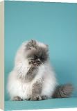 Canvas Prints of Blue Point Persian Cat - licking poor from Ardea Wildlife Pets