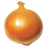 国華園　玉ねぎ苗　F1超極早生玉葱　100本