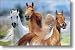 WILD HORSES POSTER 24X36 Poster, 36x24