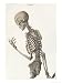 Bones of the Skeleton, from Tabulae Osteologicae by Christoph Jacob Trew Art Giclee P...