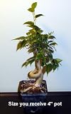 41a0SwlrFiL. SL160  Stylized Oriental Weeping Fig Starter Bonsai Tree   Ficus   4 Pot