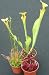 CARNIVOROUS PLANTS - HARDY COLLECTION