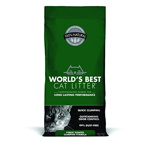 best cat litter to buy