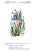 Flower Children Fridge Magnet Blue Eyed Grass