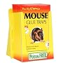 The Big Cheese - Mouse Glue Trap x 2