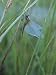 Close-up of a Dragonfly in Little Yosemite Valley Photographic Poster Print by Phil S...