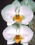 Dtps Martha Dolge 'Apricot'