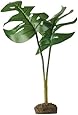 Exo Terra Phyllo Plant
