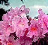 20 Pink Trumpet Tree Seed - Tabebuia rosea - Tree or Bonsai - B000UFOORA