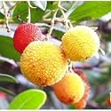 Marina Strawberry Tree - Arbutus - Outdoors/Edible/Bonsai