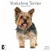 yorkshire_terrier9yorkshire terrier - Yorkshire Terrier 2010 Wall Calendar