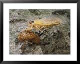 A Brood X, 17-Year Cicada Emerges from its Nymphal Exoskeleton Framed Art Poster Print by Darlyne A. Murawski, 31x25