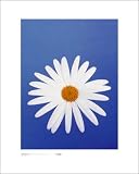 Marguerite Pure White on Reflex Blue Art Print Poster By Masao Ota, 15.75 