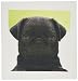 3dRose LLC qs_21198_4 Pug Puppy Quilt Square, 12 by 12-Inch