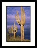 Great American Picture IS845495 Saguaro Cacti with Storm Clouds Framed Photograph - Jules Cowan