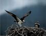 (16x20) Osprey (Seahawks) Photo Print Poster