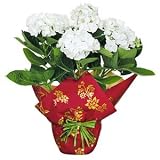 White Hydrangea Christmas Plant in Christmas Wrap