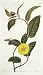1822 Hand Painted Antique Print of the Brown-Leaved Hibbertia - $109