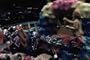 Mardi Gras Parade History in Amateur Film Footage DVD (1941)