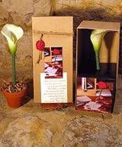 Calla Lily Boxed Topiary Flower Pen