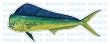 DOLPHIN -Fish Decal- window sticker mahi mahi fishing