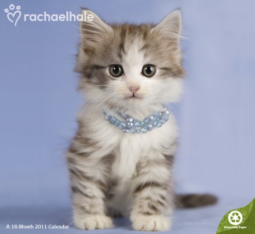 2011  Rachael Hale Cats  Wall Calendar