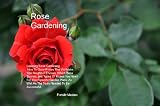 Rose Gardening: Learning Rose Gardening, How To Grow Roses That Will Make Your Neighbor Envious, Which Rose Bushes, and Types Of Roses You Need For Your ... Well As The Tools Needed To Be Successful. 41a64JQJXyL. SL160 Rose Gardening: Learning Rose Gardening, How To Grow Roses That Will Make Your Neighbor Envious, Which Rose Bushes, and Types Of Roses You Need For Your ... Well As The Tools Needed To Be Successful.