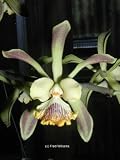 Encyclia alata 640B