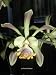 Encyclia alata 640B