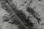 Historic Dust Bowl Films DVD Series: Disc One: The Plow That Broke The Plains (1936) & Rain For The Earth (1937) Which Focus On Dust Bowl Farming History