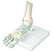 3B Scientific M34 Foot Skeleton w/ Ligaments - 3B Smart Anatomy