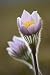 Close-up of Prairie Crocus (anenome Patens) in Bow Valley Provincial Park, Kananaskis Country, Alberta, Canada - 24