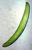 Kyoto Yard Long Cucumber 10 Seeds - Longest in the World - B001IS88VQ
