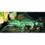 Alligator