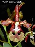 Vanda roeblingiana 1130