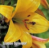 Golden Splendour Trumpet Lily Bulb - Stunning