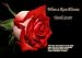 When a Rose Blooms