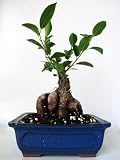 9GreenBox Live Ginseng Ficus Tree Microcarpa Bonsai w/ Ceramic Pot 41a8JP6UtuL. SL160 9GreenBox Live Ginseng Ficus Tree Microcarpa Bonsai w/ Ceramic Pot