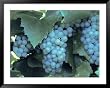 Chardonnay Grapes Hanging On Vine Framed Art Poster Print, 49x39