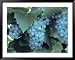 Chardonnay Grapes Hanging On Vine Framed Art Poster Print, 49x39