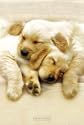 Posters: Dogs Poster - Snooze (36 x 24 inches)