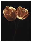 IMAGE OF Illuminated Tulips II MUSEUM WRAP CANVAS Print With Added Heavy BRUSHSTROKES Ilona Wellmann 19x25