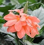 Tropic Flame Crossandra 10 Seeds