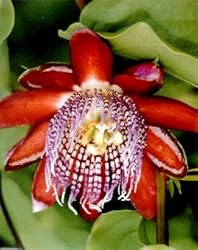 Perfumed Passion Flower 8 Seeds/Seed -Passiflora alata