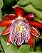Perfumed Passion Flower 8 Seeds/Seed -Passiflora alata