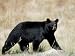 Black Bear (Ursus Americanus), Outside Glacier National Park, Montana Photographic Poster Print