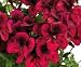 Produkt-Bild: Dauerbl&uuml;hende Bl&uuml;tenStars - Edelpelargonien 'Clarion' Sorte: 'Dark red'- Serie 3er Pack