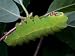 A Luna Moth Caterpillar, Actias Luna, on a Twig Photographic Poster Print, 24x18