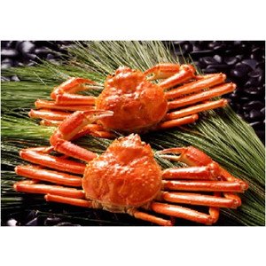姿ずわいがに約450g×2尾（ボイル）【父の日ギフト・プレゼント】